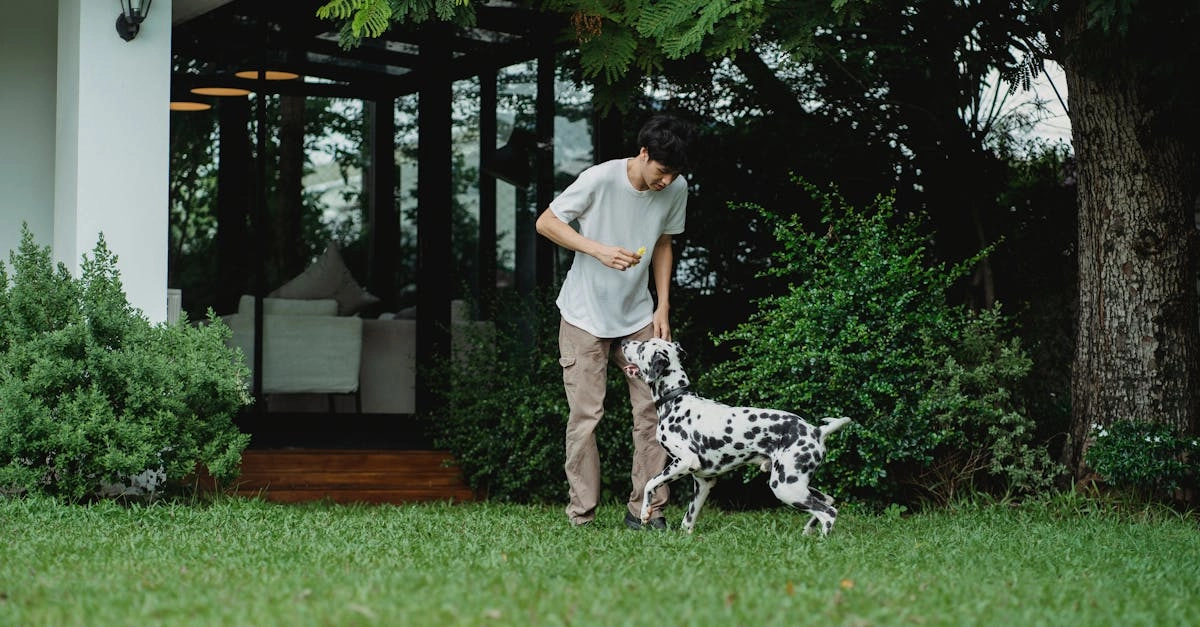 Анализ ошибок новичков в слот-игре The Dog House