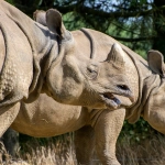 Первые шаги в слот игре Great Rhino Deluxe для новичков