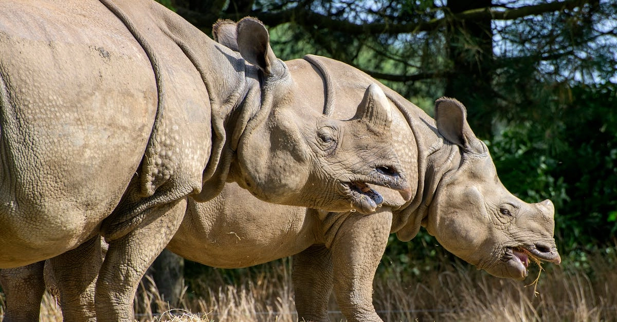 Первые шаги в слот игре Great Rhino Deluxe для новичков