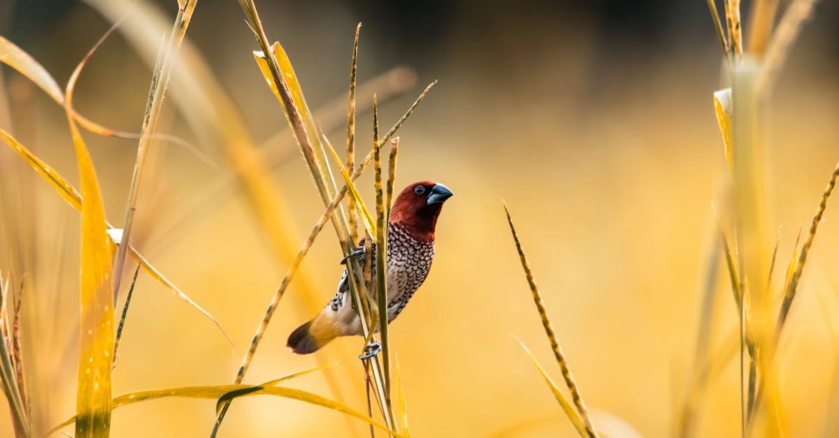 Первые шаги в Wild West Gold Megaways для новичков